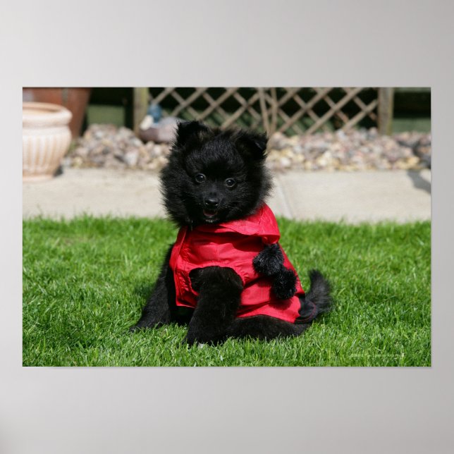 Black Pomeranian Puppy Looking at Camera Poster (Front)