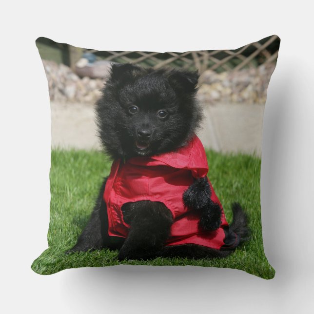 Black Pomeranian Puppy Looking at Camera Throw Pillow (Front)