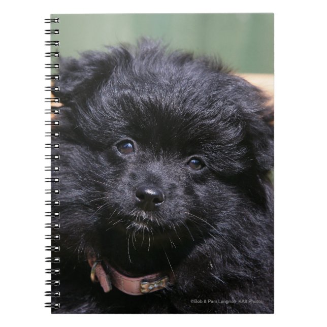 Black Pomeranian Puppy Notebook (Front)