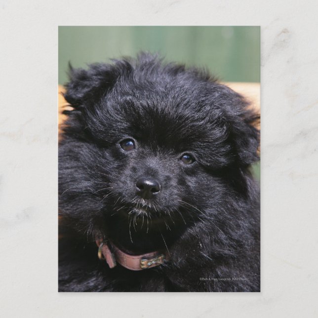 Black Pomeranian Puppy Postcard (Front)