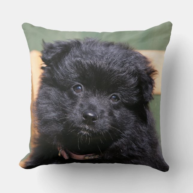 Black Pomeranian Puppy Throw Pillow (Front)