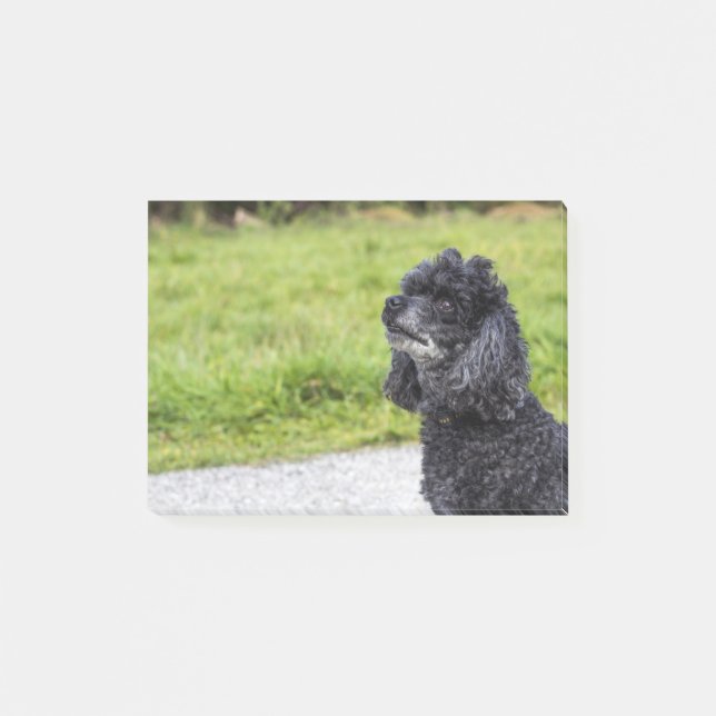 Black Poodle 2 Post-it Notes (Front)