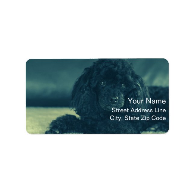 Black Poodle Label (Front)