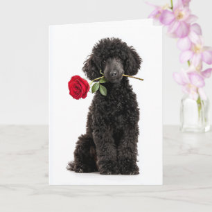 Black Poodle Puppy Valentine – Sweet Devotion Card