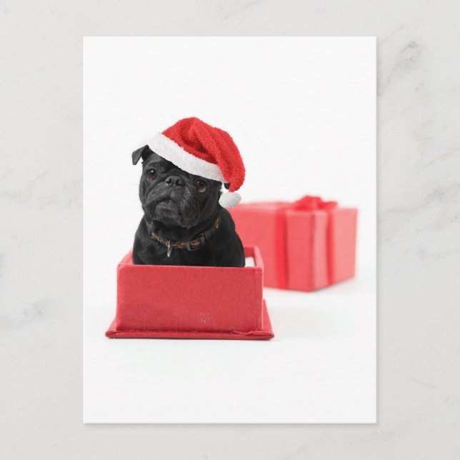 Black pug dog present or gift postcard (Front)