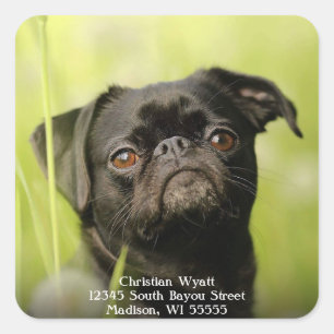Black pug dog return address square sticker
