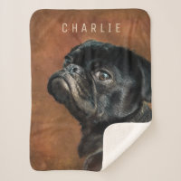 Black Pug Dog