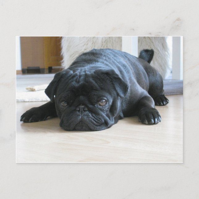 black pug flat postcard (Front)