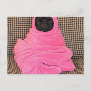 Black Pug in A Pink Blanket Postcard
