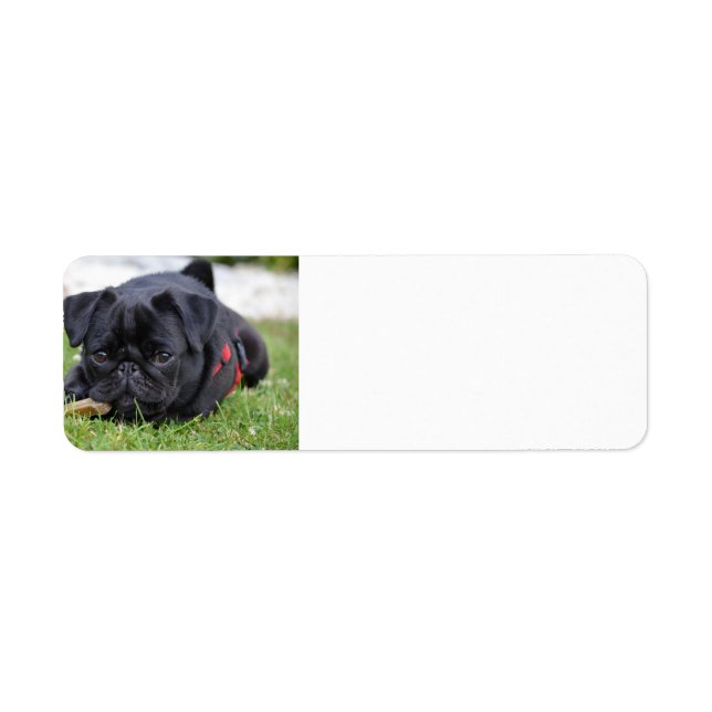black pug laying (Front)