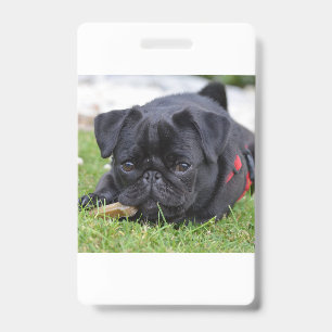black pug laying badge