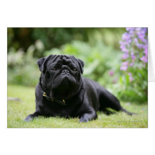 Black Pug Laying Down