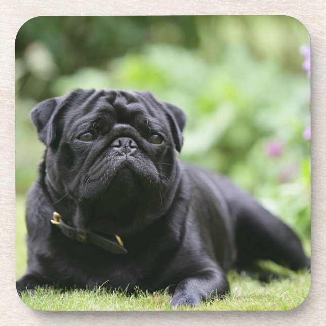 Black Pug Laying Down Coaster (Front)