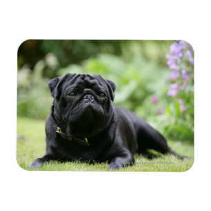 Black Pug Laying Down Magnet
