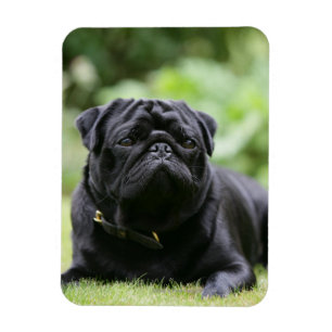 Black Pug Laying Down Magnet
