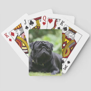 Black Pug Laying Down Playing Cards