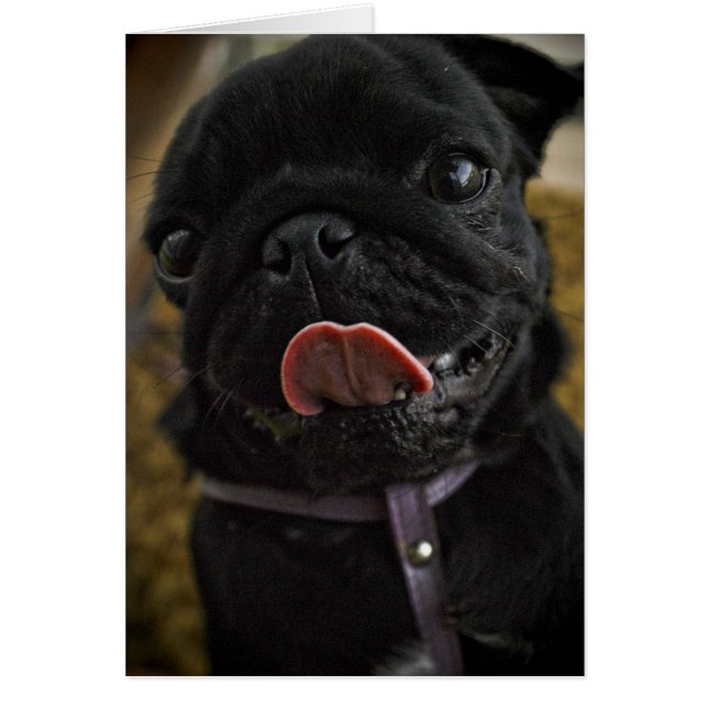 black pug licking (Front)