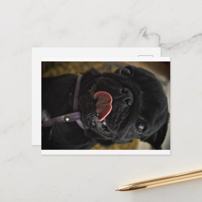black pug licking postcard (Front/Back In Situ)