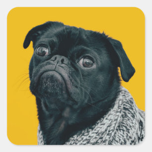 Black pug on yellow background, custom dog lovers square sticker