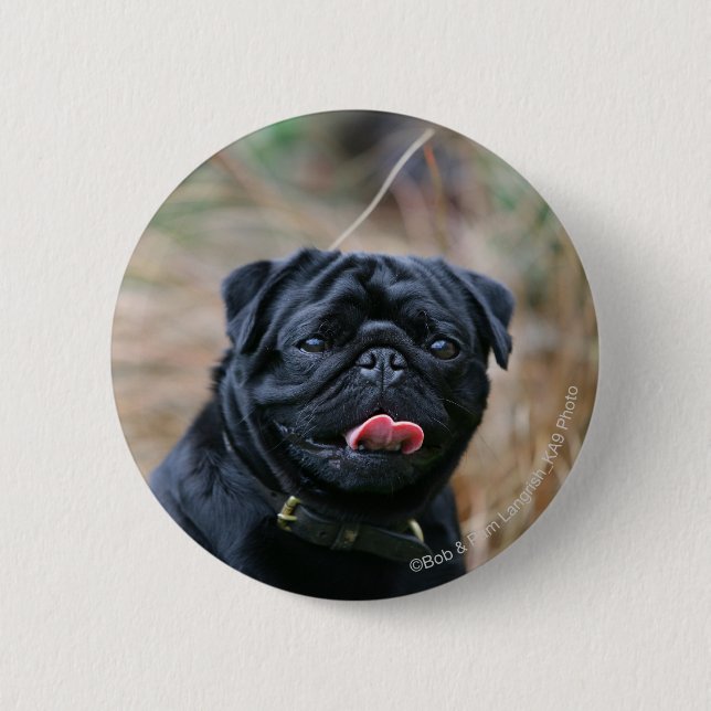 Black Pug Panting While Looking at Camera 2 Inch Round Button (Front)