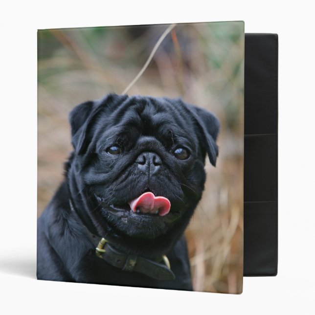 Black Pug Panting While Looking at Camera Binder (Front/Inside)