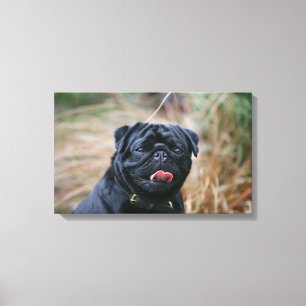 Black Pug Panting While Looking at Camera Canvas Print