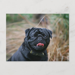 Black Pug Panting While Looking at Camera Postcard