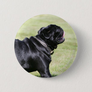 Black Pug Panting While Walking 2 Inch Round Button