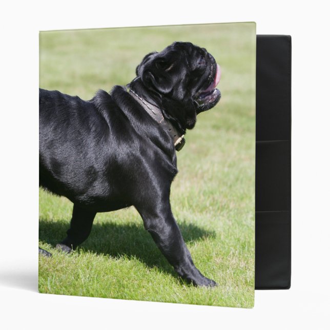 Black Pug Panting While Walking Binder (Front/Inside)