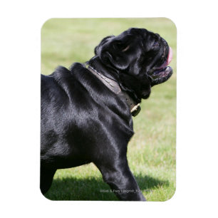 Black Pug Panting While Walking Magnet
