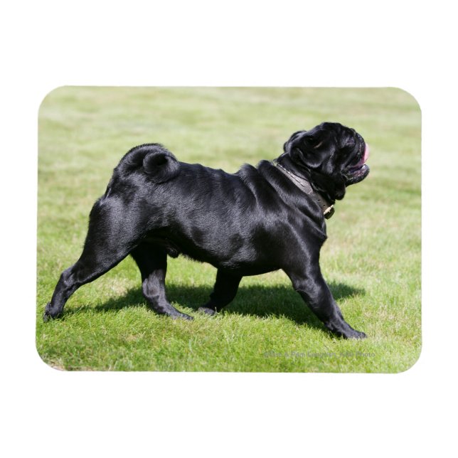Black Pug Panting While Walking Magnet (Horizontal)