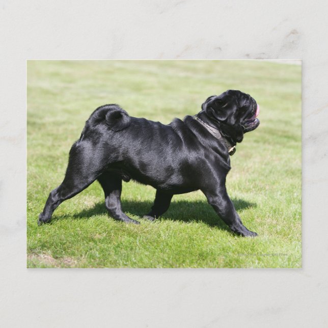 Black Pug Panting While Walking Postcard (Front)