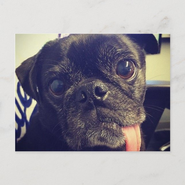 Black Pug Postcard (Front)