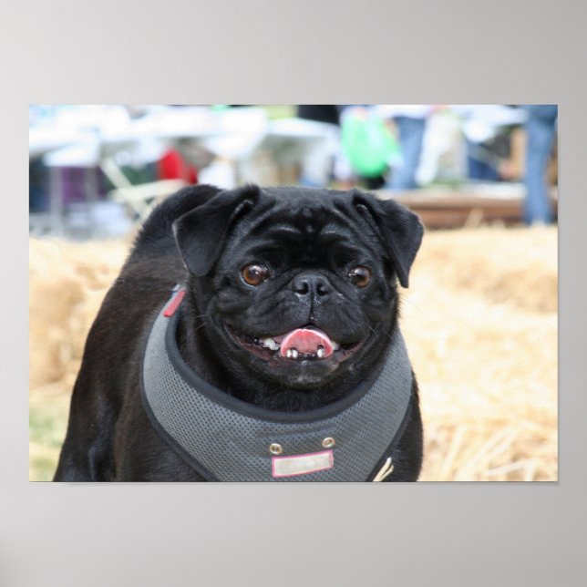 Black Pug poster (Front)