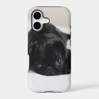 Black Pug Puppy