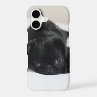 Black Pug Puppy