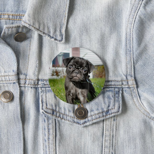 bLACK PUG PUPPY  3 Inch Round Button (In Situ)