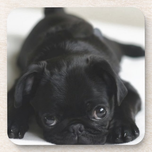 Black Pug Puppy Coaster (Front)