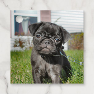 Black pug puppy favour tags