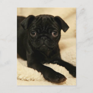 Black Pug Puppy Postcard