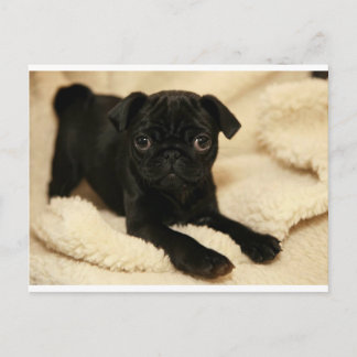 Black Pug Puppy Postcard
