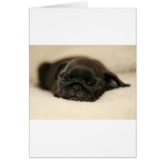 Black Pug Puppy Sleeping