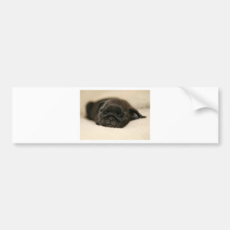 Black Pug Puppy Sleeping Bumper Sticker