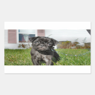 Black Pug puppy Sticker