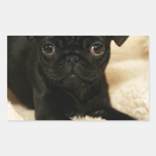 Black Pug Puppy Sticker
