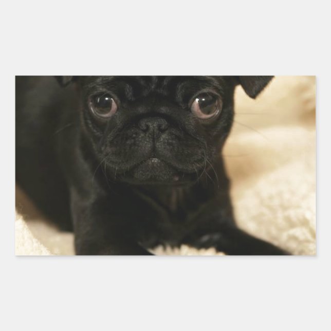 Black Pug Puppy Sticker (Front)