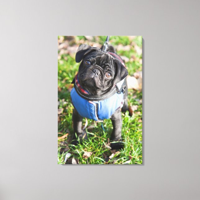 Black Pug Puppy Wearing A Jacket Canvas Print (Front)