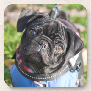 Black Pug Puppy Wearing A Jacket Coaster