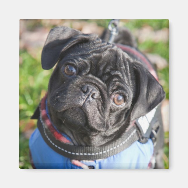 Black Pug Puppy Wearing A Jacket Magnet (Front)