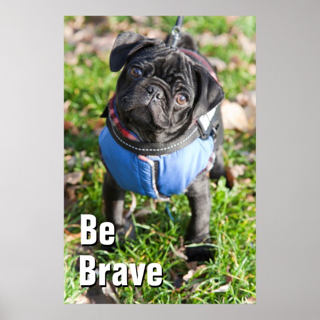 Black Pug Puppy Wearing A Jacket Poster (Front)